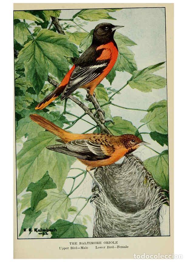 Collezionismo di Riviste e Giornali: Reproducci&oacute;n/Reproduction 6298348087: Knowing birds through stories New York: Funk & Wagnalls compan