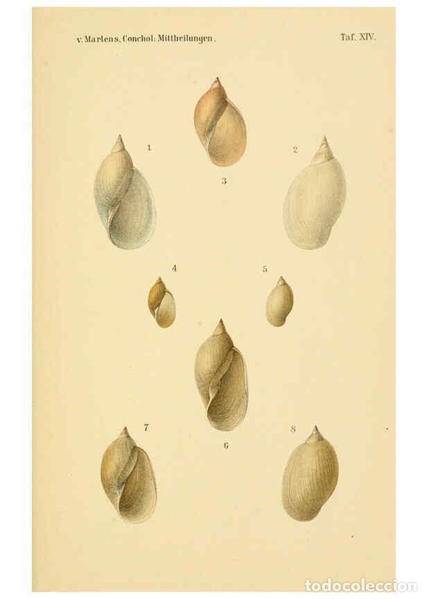 Collezionismo di Riviste e Giornali: Reproducci&oacute;n/Reproduction 6298954020: Conchologische Mittheilungen als Fortsetzung der Novitates con