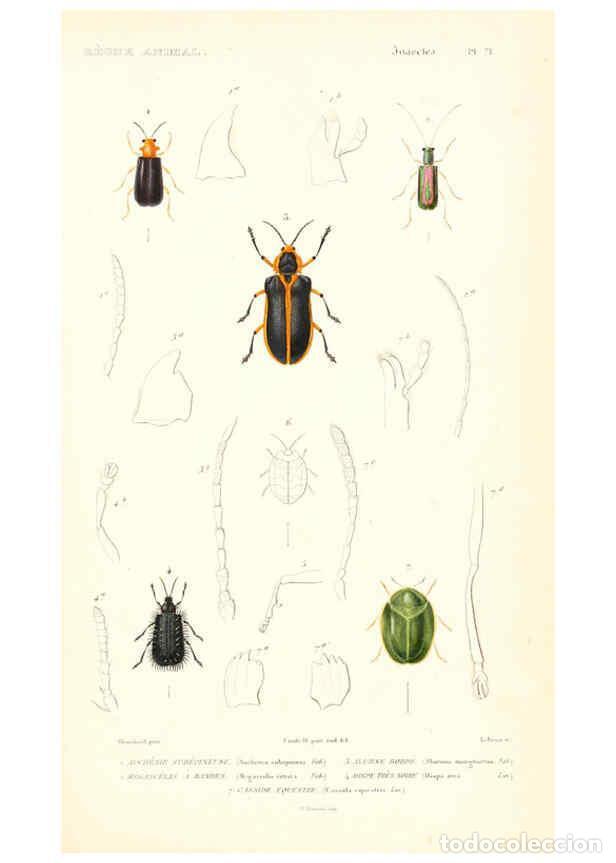 Collezionismo di Riviste e Giornali: Reproducci&oacute;n/Reproduction 6298522503: Le r&egrave;gne animal distribu&eacute; d'apr&egrave;s son organisation. v.6-7. pt.