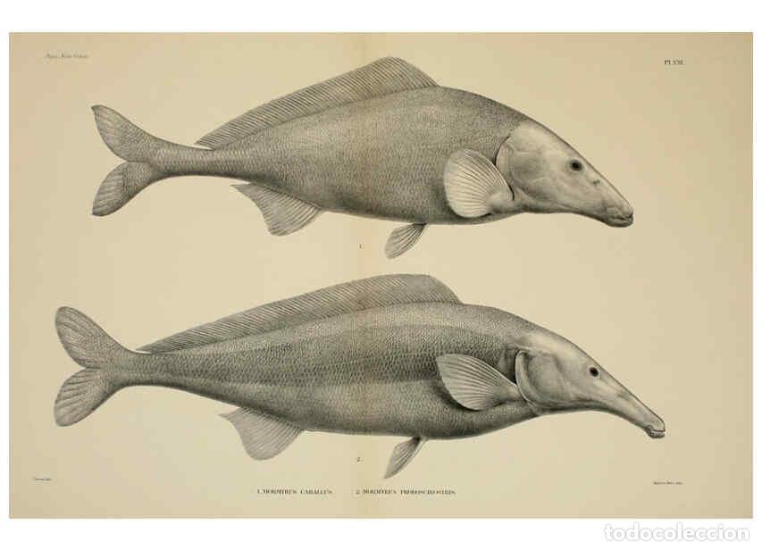 Collezionismo di Riviste e Giornali: Reproducci&oacute;n/Reproduction 6299123534: Mat&eacute;riaux pour la faune du Congo : Poissons nouveaux. ser.1:t.