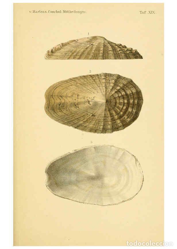 Collezionismo di Riviste e Giornali: Reproducci&oacute;n/Reproduction 6298424181: Conchologische Mittheilungen als Fortsetzung der Novitates con