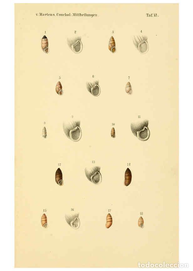 Collezionismo di Riviste e Giornali: Reproducci&oacute;n/Reproduction 6298420503: Conchologische Mittheilungen als Fortsetzung der Novitates con