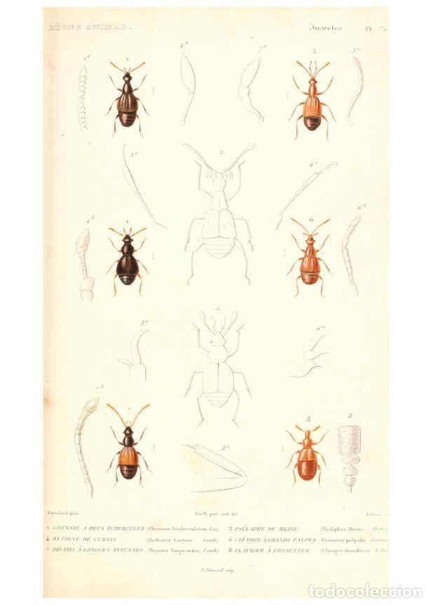 Collectionnisme de Revues et Journaux: Reproducci&oacute;n/Reproduction 6299056072: Le r&egrave;gne animal distribu&eacute; d'apr&egrave;s son organisation. v.6-7. pt.