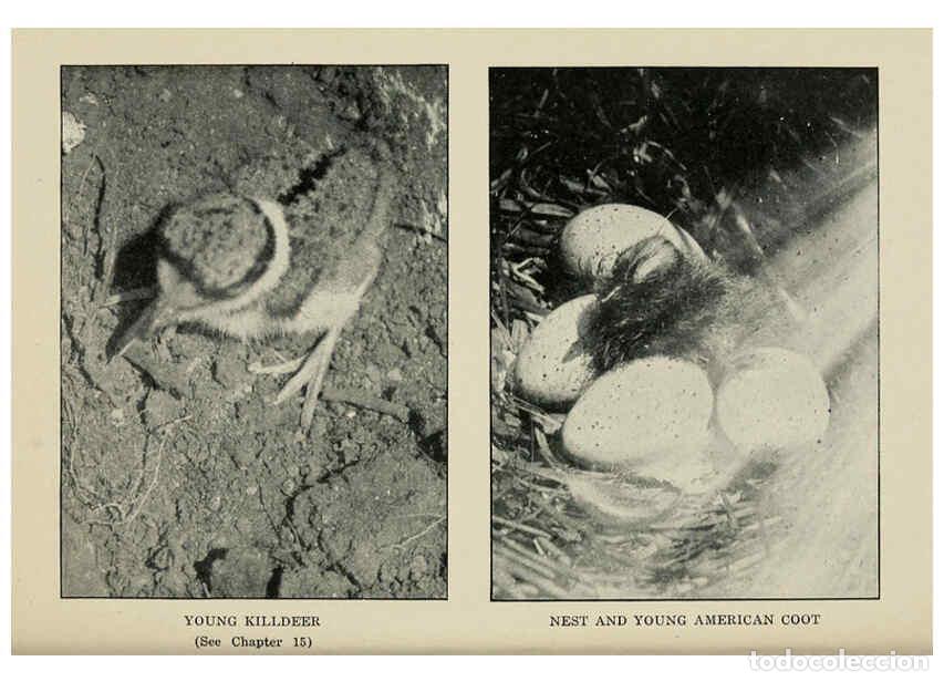 Collectionnisme de Revues et Journaux: Reproducci&oacute;n/Reproduction 6298877296: Knowing birds through stories New York: Funk & Wagnalls compan