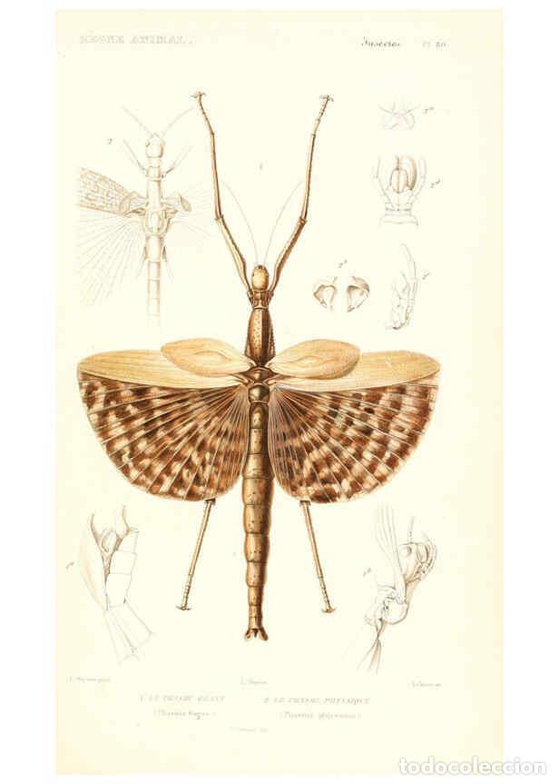 Collectionnisme de Revues et Journaux: Reproducci&oacute;n/Reproduction 6299057618: Le r&egrave;gne animal distribu&eacute; d'apr&egrave;s son organisation. v.6-7. pt.