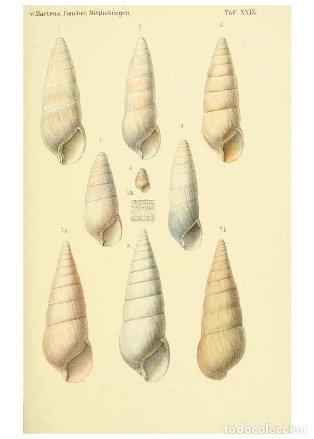 Collectionnisme de Revues et Journaux: Reproducci&oacute;n/Reproduction 6298427189: Conchologische Mittheilungen als Fortsetzung der Novitates con