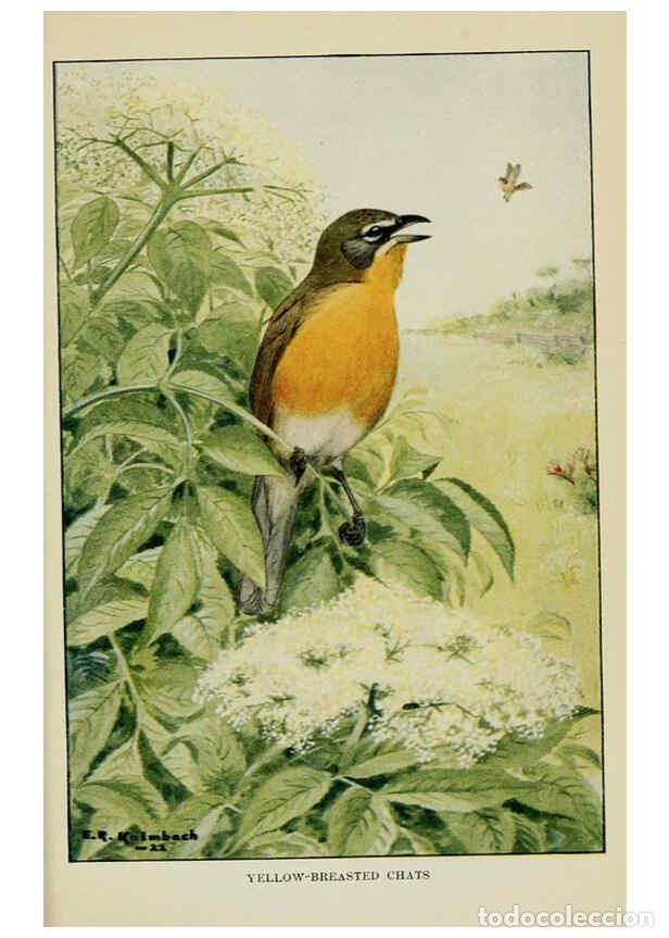 Collectionnisme de Revues et Journaux: Reproducci&oacute;n/Reproduction 6298880612: Knowing birds through stories New York: Funk & Wagnalls compan