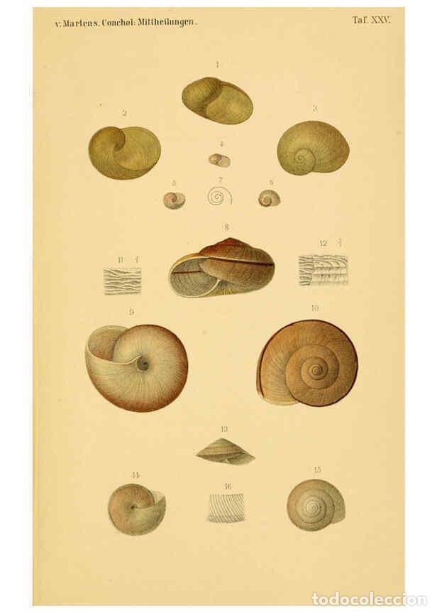 Collectionnisme de Revues et Journaux: Reproducci&oacute;n/Reproduction 6298425833: Conchologische Mittheilungen als Fortsetzung der Novitates con