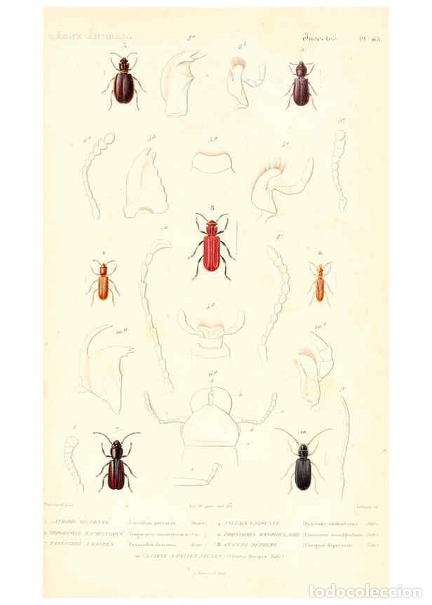 Collectionnisme de Revues et Journaux: Reproducci&oacute;n/Reproduction 6299044828: Le r&egrave;gne animal distribu&eacute; d'apr&egrave;s son organisation. v.6-7. pt.