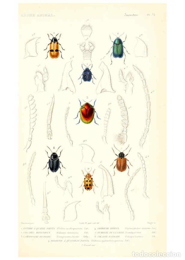 Collectionnisme de Revues et Journaux: Reproducci&oacute;n/Reproduction 6299054898: Le r&egrave;gne animal distribu&eacute; d'apr&egrave;s son organisation. v.6-7. pt.