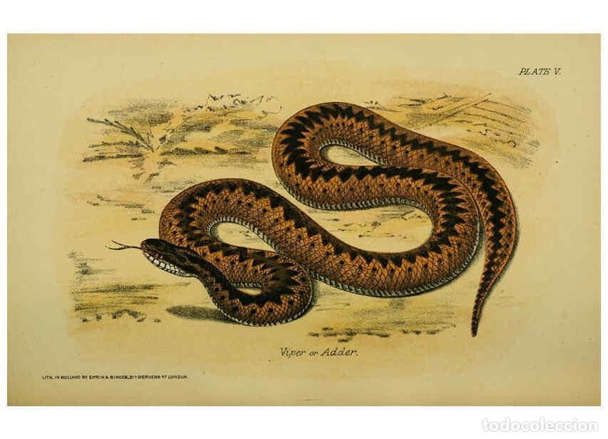 Collectionnisme de Revues et Journaux: Reproducci&oacute;n/Reproduction 6298196879: Our reptiles and batrachians London,W. H. Allen & co., limited