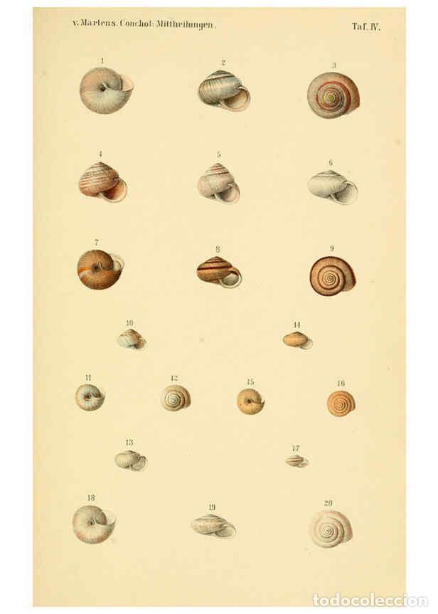 Collectionnisme de Revues et Journaux: Reproducci&oacute;n/Reproduction 6298950940: Conchologische Mittheilungen als Fortsetzung der Novitates con