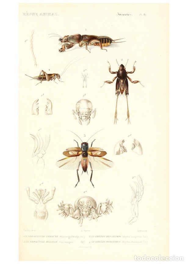 Collectionnisme de Revues et Journaux: Reproducci&oacute;n/Reproduction 6298525845: Le r&egrave;gne animal distribu&eacute; d'apr&egrave;s son organisation. v.6-7. pt.