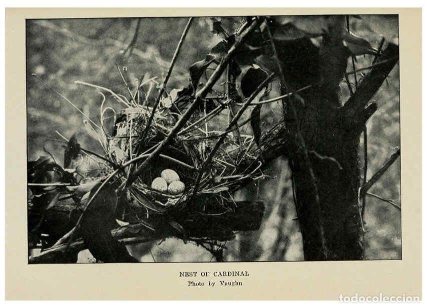 Collezionismo di Riviste e Giornali: Reproducci&oacute;n/Reproduction 6298879556: Knowing birds through stories New York: Funk & Wagnalls compan