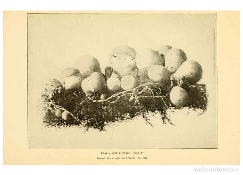 Collezionismo di Riviste e Giornali: Reproducci&oacute;n/Reproduction 6289391244: The mushroom book Garden City, N.Y. :Doubleday, Page,1920 - Ni