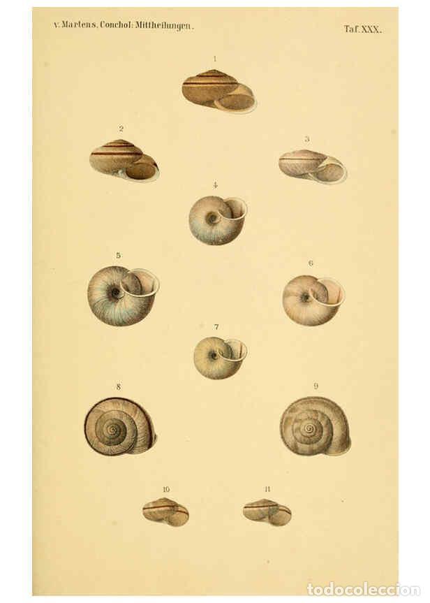 Collezionismo di Riviste e Giornali: Reproducci&oacute;n/Reproduction 6298959168: Conchologische Mittheilungen als Fortsetzung der Novitates con