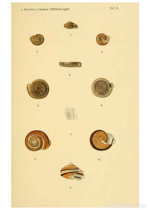 Collezionismo di Riviste e Giornali: Reproducci&oacute;n/Reproduction 6298950222: Conchologische Mittheilungen als Fortsetzung der Novitates con