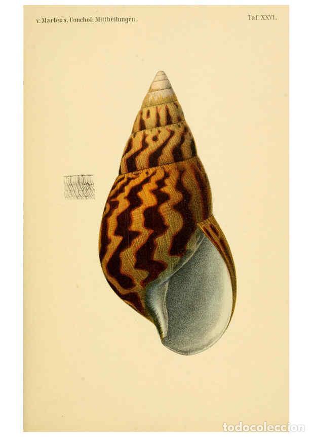 Collezionismo di Riviste e Giornali: Reproducci&oacute;n/Reproduction 6298426229: Conchologische Mittheilungen als Fortsetzung der Novitates con