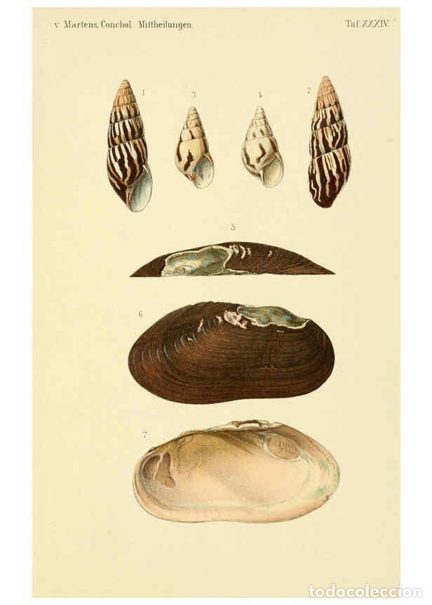 Collezionismo di Riviste e Giornali: Reproducci&oacute;n/Reproduction 6298428943: Conchologische Mittheilungen als Fortsetzung der Novitates con