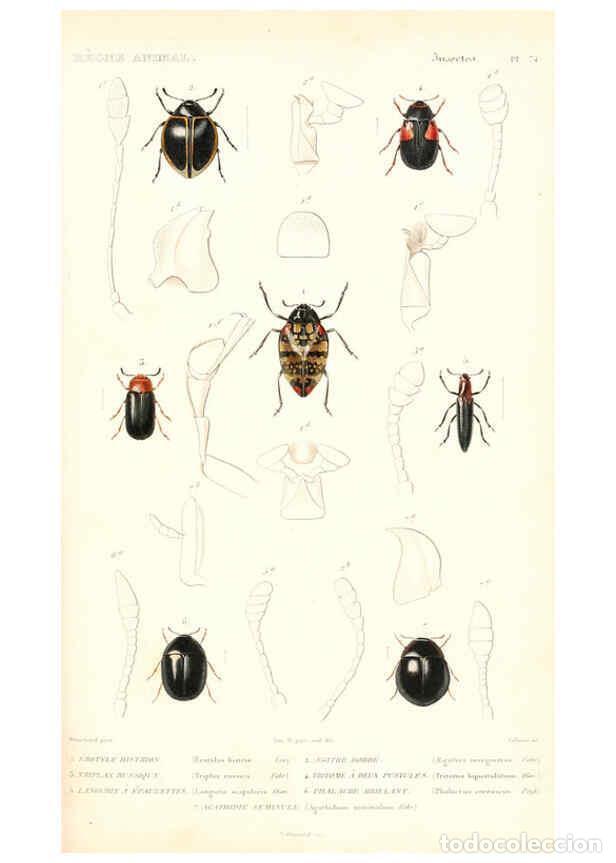 Collezionismo di Riviste e Giornali: Reproducci&oacute;n/Reproduction 6299055562: Le r&egrave;gne animal distribu&eacute; d'apr&egrave;s son organisation. v.6-7. pt.