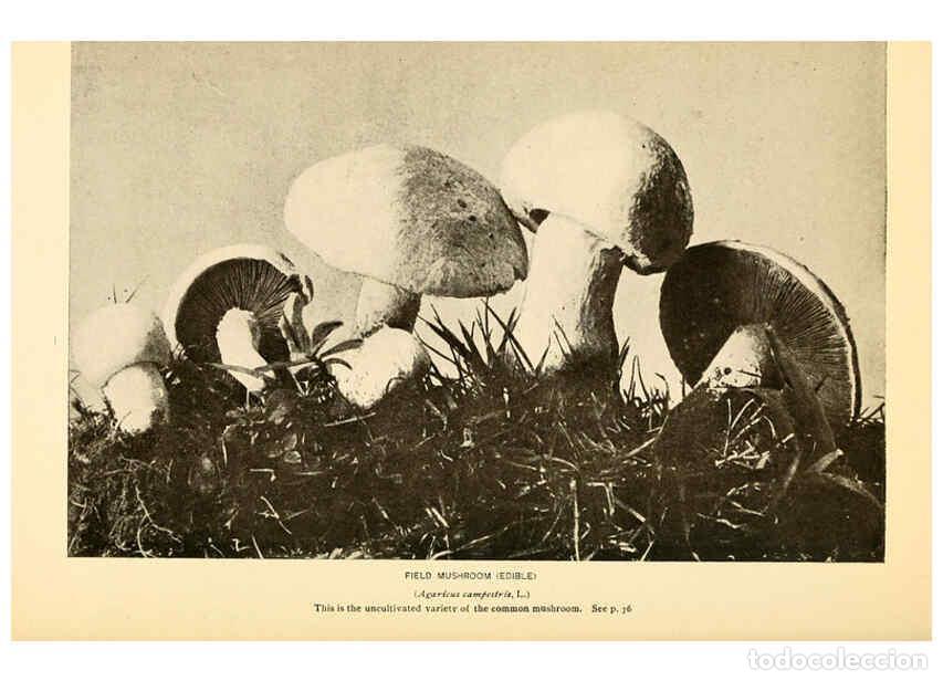 Collezionismo di Riviste e Giornali: Reproducci&oacute;n/Reproduction 6289382594: The mushroom book Garden City, N.Y. :Doubleday, Page,1920 - Ni