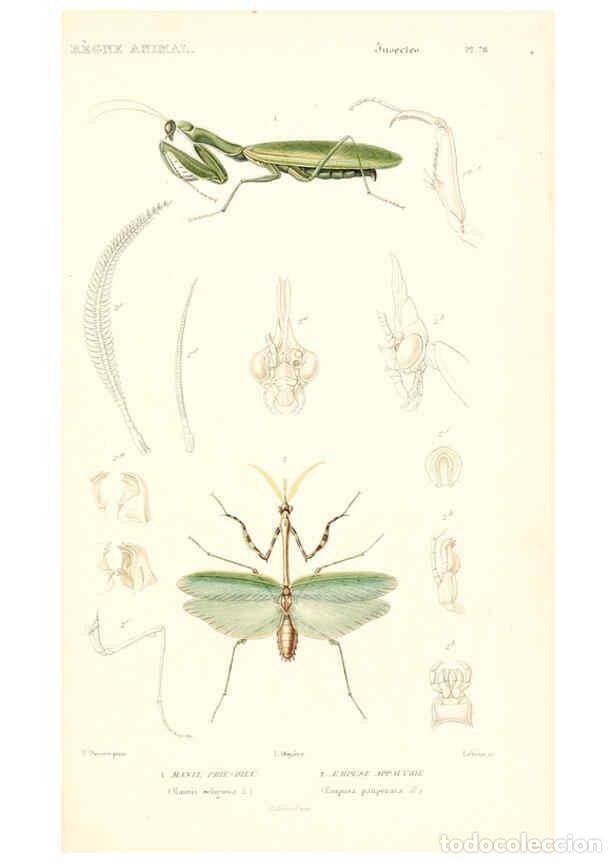 Collezionismo di Riviste e Giornali: Reproducci&oacute;n/Reproduction 6298524969: Le r&egrave;gne animal distribu&eacute; d'apr&egrave;s son organisation. v.6-7. pt.