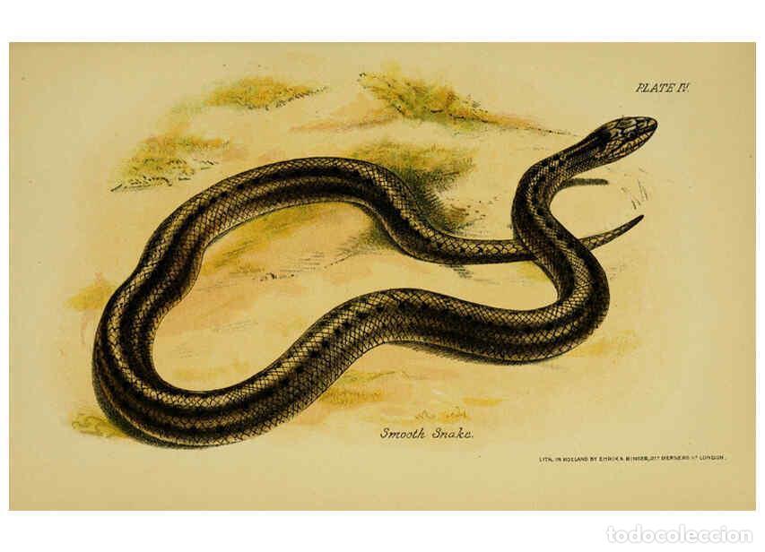 Collezionismo di Riviste e Giornali: Reproducci&oacute;n/Reproduction 6298727964: Our reptiles and batrachians London,W. H. Allen & co., limited