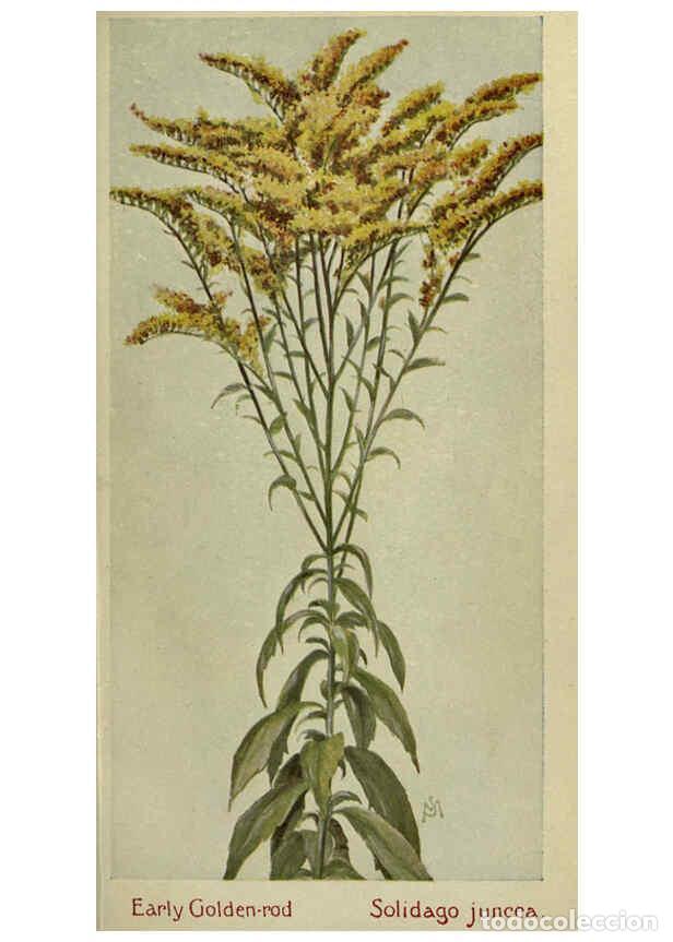 Coleccionismo de Revistas y Peri&oacute;dicos: Reproducci&oacute;n/Reproduction 6263087993: Field book of American wild flowers New York,Putnam,[1912] - F