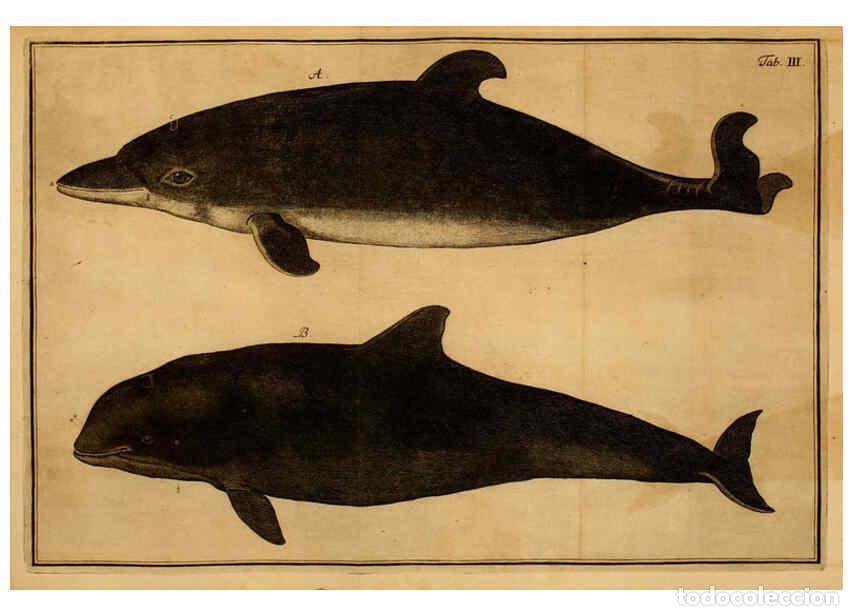 Coleccionismo de Revistas y Peri&oacute;dicos: Reproducci&oacute;n/Reproduction 6263247219: Iacobi Theodori Klein Histori&aelig; piscium naturalis Gedani [i.e.