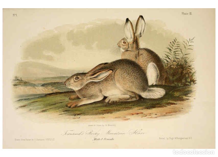 Coleccionismo de Revistas y Peri&oacute;dicos: Reproducci&oacute;n/Reproduction 6260942614: The quadrupeds of North America. v.1. New York,V.G. Audubon,18