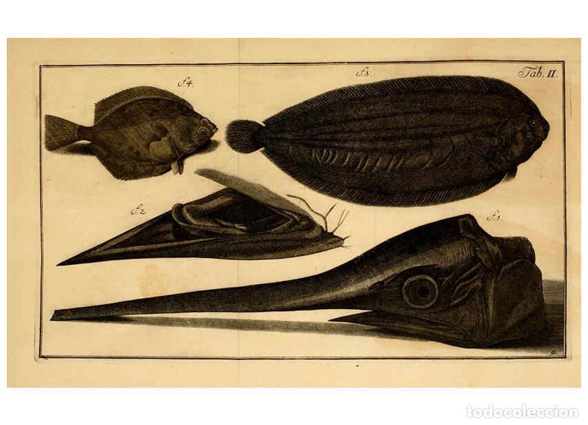 Coleccionismo de Revistas y Peri&oacute;dicos: Reproducci&oacute;n/Reproduction 6263774960: Iacobi Theodori Klein Histori&aelig; piscium naturalis Gedani [i.e.