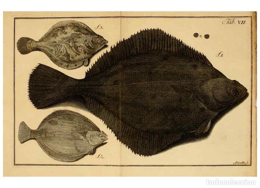 Coleccionismo de Revistas y Peri&oacute;dicos: Reproducci&oacute;n/Reproduction 6263775812: Iacobi Theodori Klein Histori&aelig; piscium naturalis Gedani [i.e.