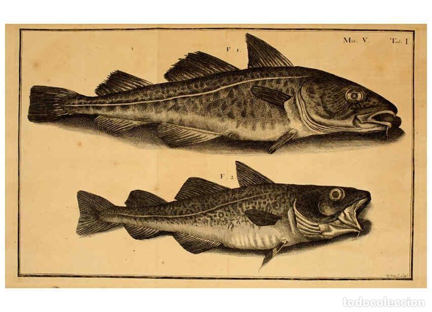 Coleccionismo de Revistas y Peri&oacute;dicos: Reproducci&oacute;n/Reproduction 6263251881: Iacobi Theodori Klein Histori&aelig; piscium naturalis Gedani [i.e.