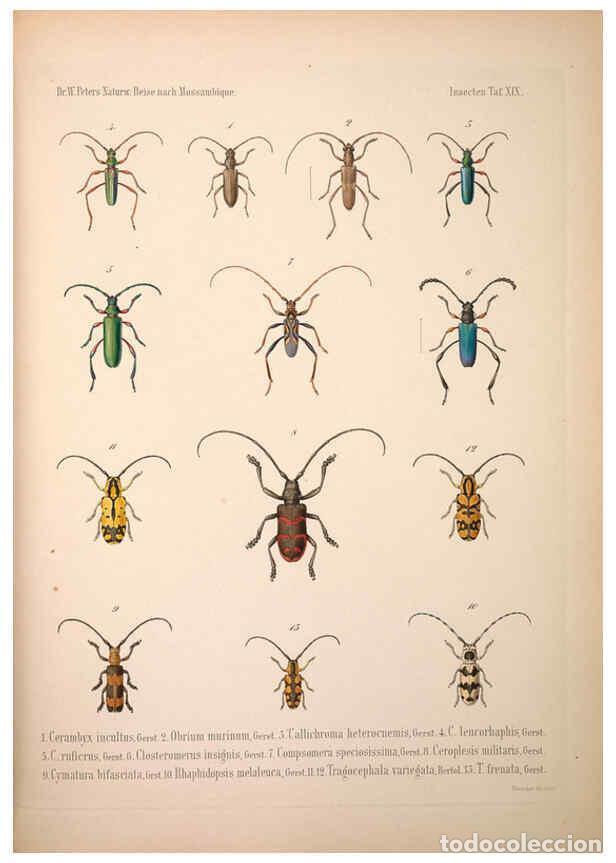 Coleccionismo de Revistas y Peri&oacute;dicos: Reproducci&oacute;n/Reproduction 6260803934: Naturwissenschaftliche reise nach Mossambique Berlin,G. Reimer