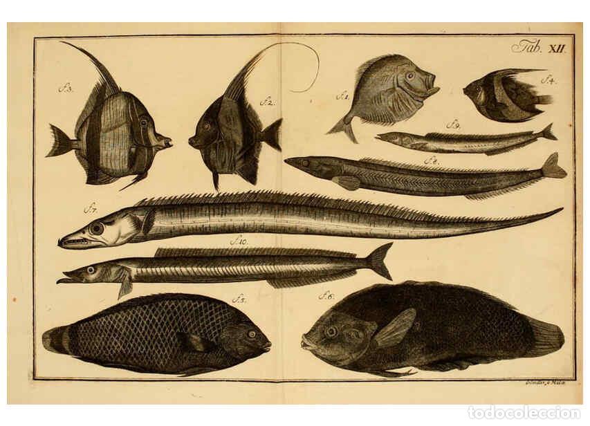 Coleccionismo de Revistas y Peri&oacute;dicos: Reproducci&oacute;n/Reproduction 6263777322: Iacobi Theodori Klein Histori&aelig; piscium naturalis Gedani [i.e.