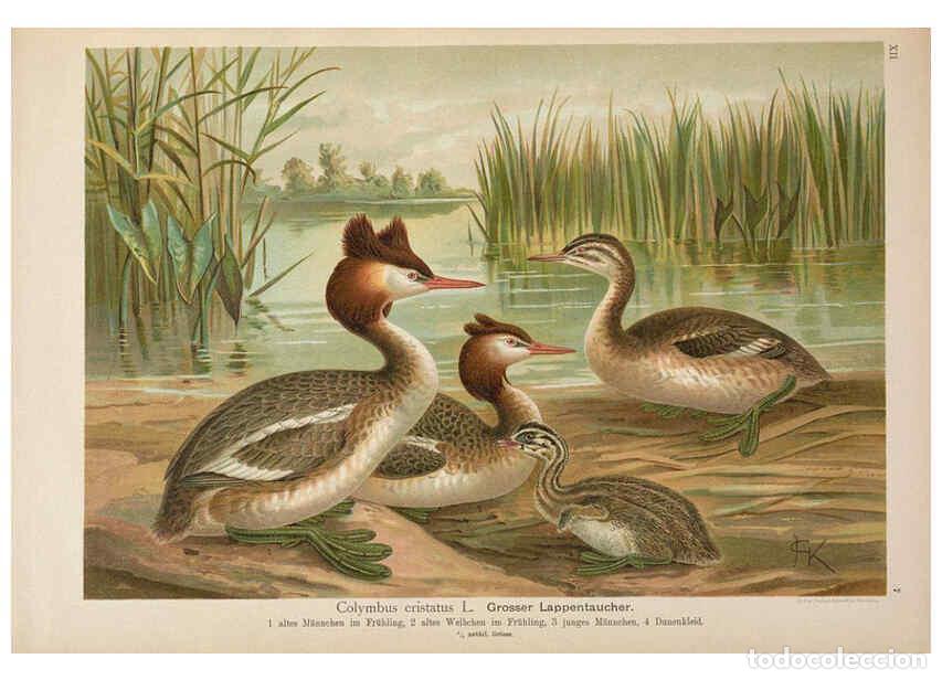 Coleccionismo de Revistas y Peri&oacute;dicos: Reproducci&oacute;n/Reproduction 6263279483: Naumann, Naturgeschichte der V&ouml;gel Mitteleuropas. v.12. Gera-U