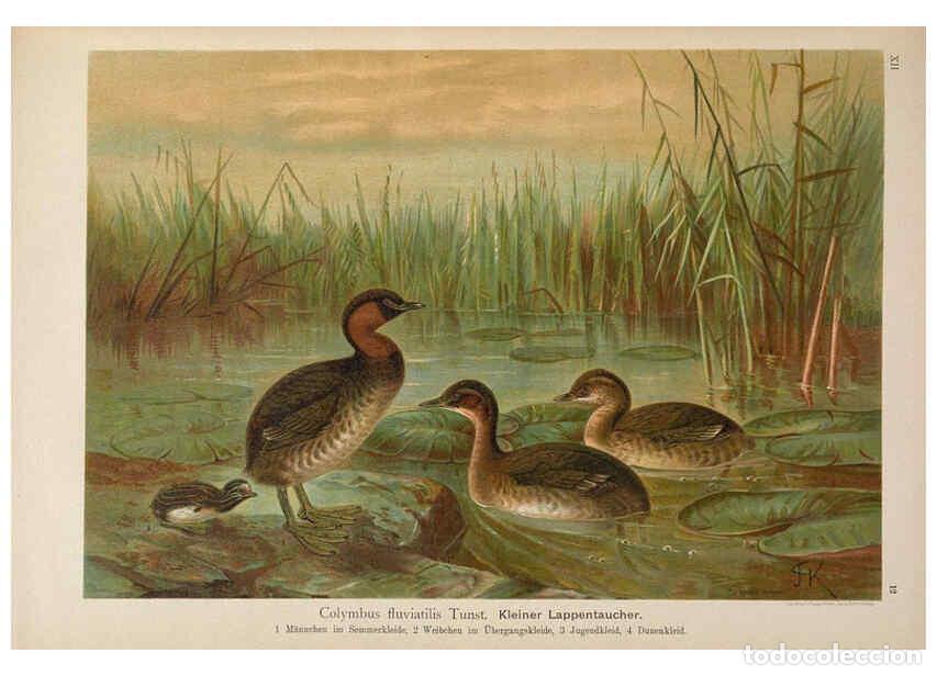 Coleccionismo de Revistas y Peri&oacute;dicos: Reproducci&oacute;n/Reproduction 6263280247: Naumann, Naturgeschichte der V&ouml;gel Mitteleuropas. v.12. Gera-U