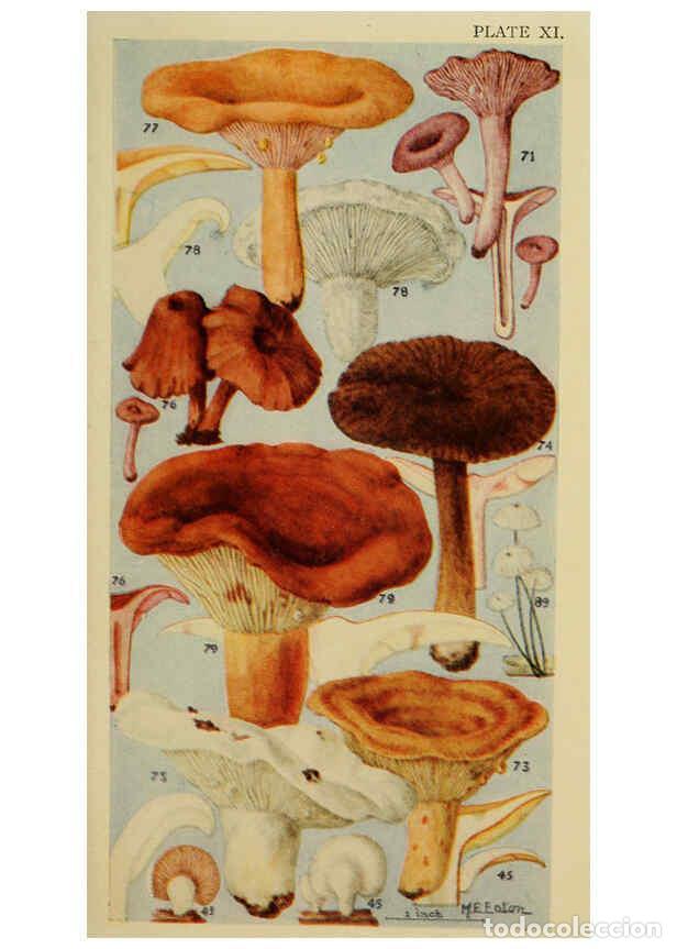 Coleccionismo de Revistas y Peri&oacute;dicos: Reproducci&oacute;n/Reproduction 6263213573: Field book of common gilled mushrooms New York :G.P. Putnam's