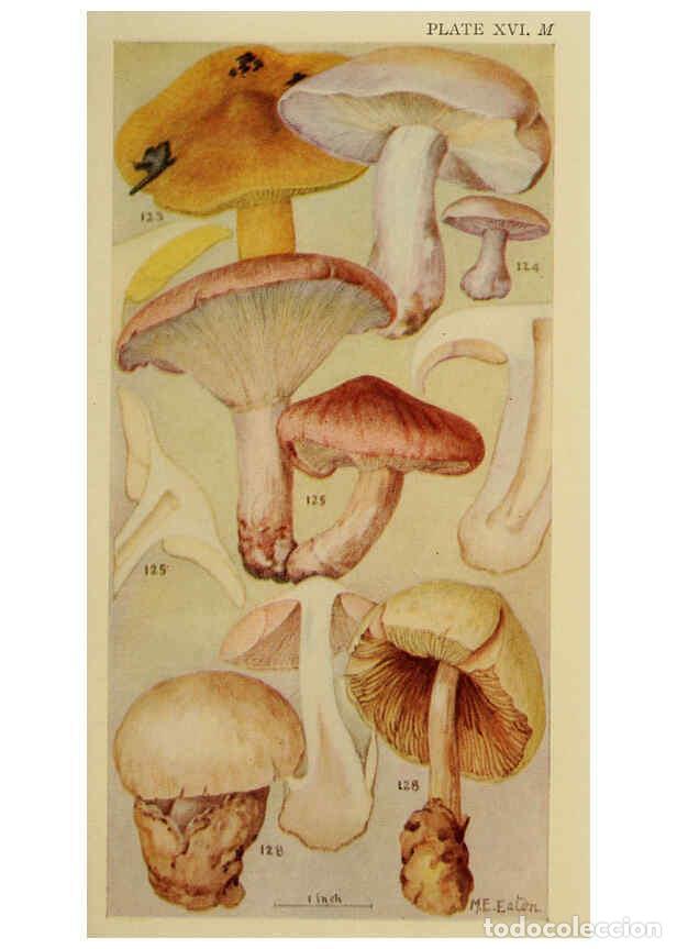 Coleccionismo de Revistas y Peri&oacute;dicos: Reproducci&oacute;n/Reproduction 6263741462: Field book of common gilled mushrooms New York :G.P. Putnam's