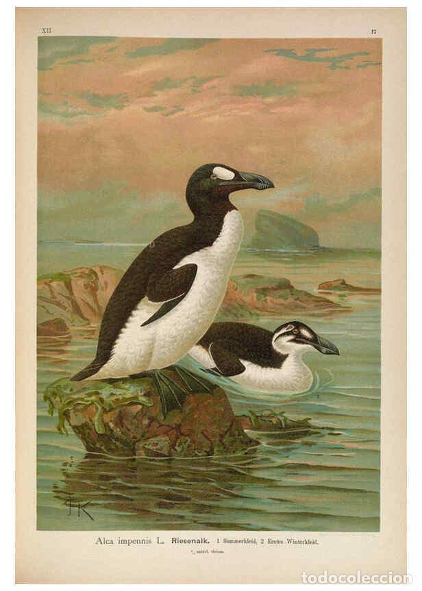 Coleccionismo de Revistas y Peri&oacute;dicos: Reproducci&oacute;n/Reproduction 6263807706: Naumann, Naturgeschichte der V&ouml;gel Mitteleuropas. v.12. Gera-U