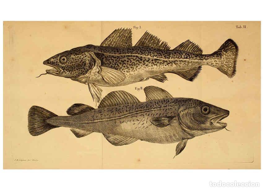 Coleccionismo de Revistas y Peri&oacute;dicos: Reproducci&oacute;n/Reproduction 6263251993: Iacobi Theodori Klein Histori&aelig; piscium naturalis Gedani [i.e.