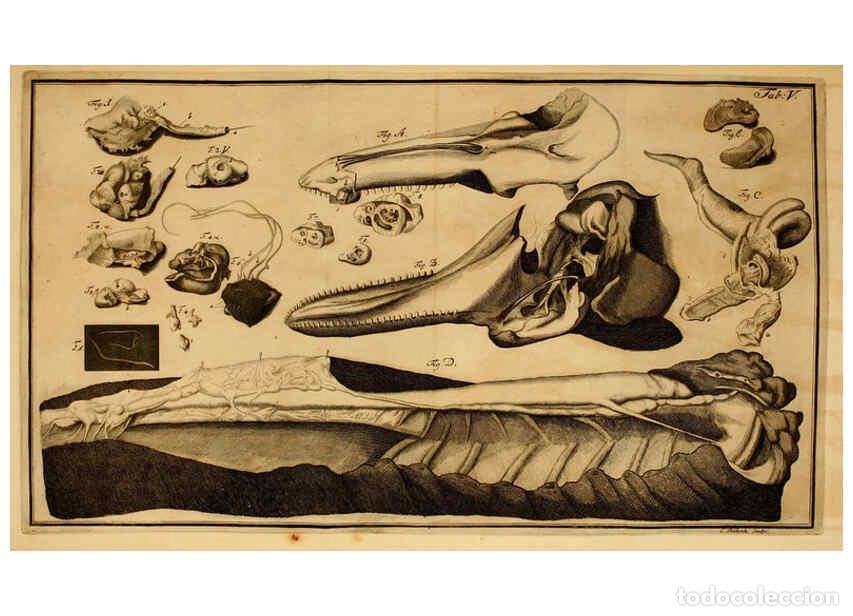 Coleccionismo de Revistas y Peri&oacute;dicos: Reproducci&oacute;n/Reproduction 6263246487: Iacobi Theodori Klein Histori&aelig; piscium naturalis Gedani [i.e.