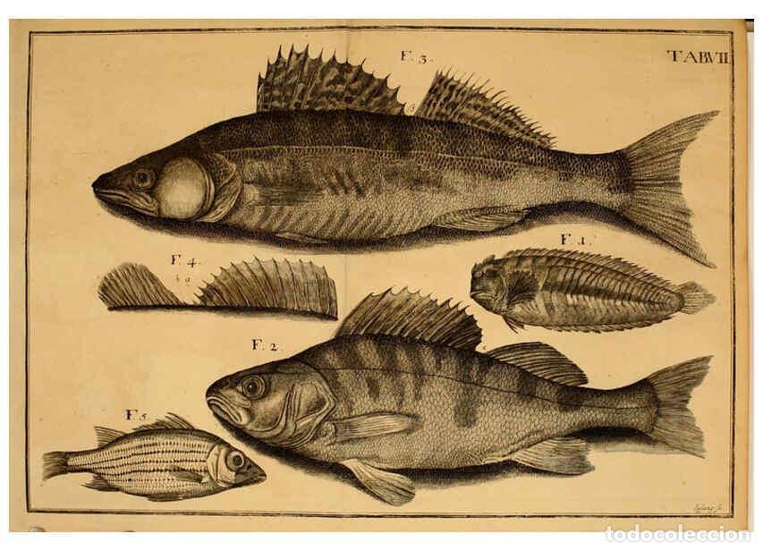 Coleccionismo de Revistas y Peri&oacute;dicos: Reproducci&oacute;n/Reproduction 6263252699: Iacobi Theodori Klein Histori&aelig; piscium naturalis Gedani [i.e.