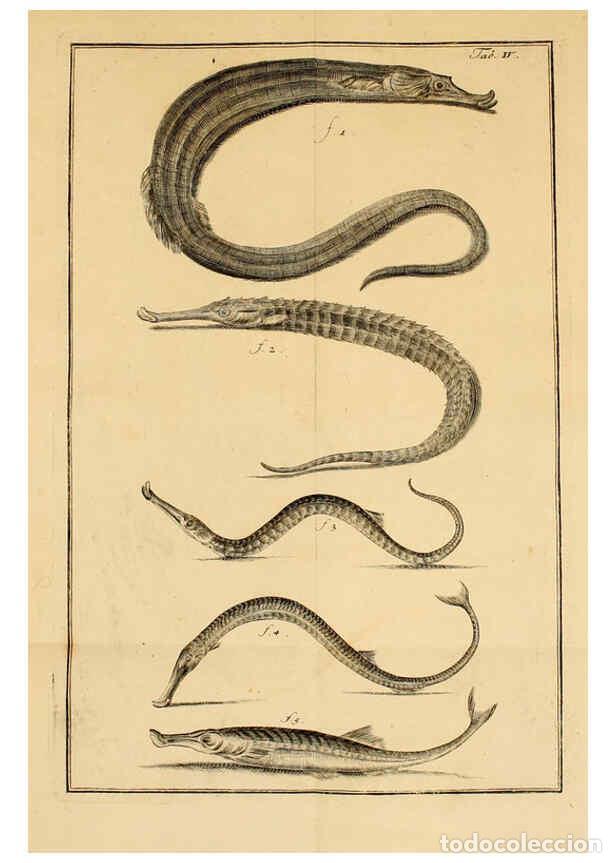 Coleccionismo de Revistas y Peri&oacute;dicos: Reproducci&oacute;n/Reproduction 6263775302: Iacobi Theodori Klein Histori&aelig; piscium naturalis Gedani [i.e.