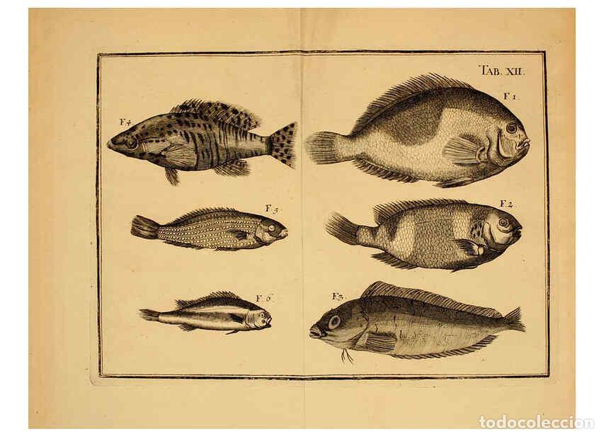 Coleccionismo de Revistas y Peri&oacute;dicos: Reproducci&oacute;n/Reproduction 6263253617: Iacobi Theodori Klein Histori&aelig; piscium naturalis Gedani [i.e.