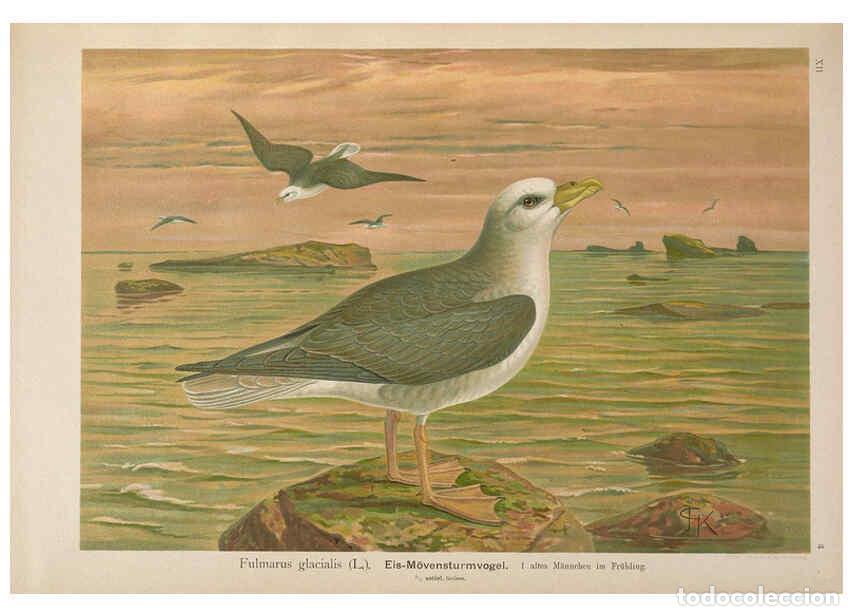 Coleccionismo de Revistas y Peri&oacute;dicos: Reproducci&oacute;n/Reproduction 6263278769: Naumann, Naturgeschichte der V&ouml;gel Mitteleuropas. v.12. Gera-U