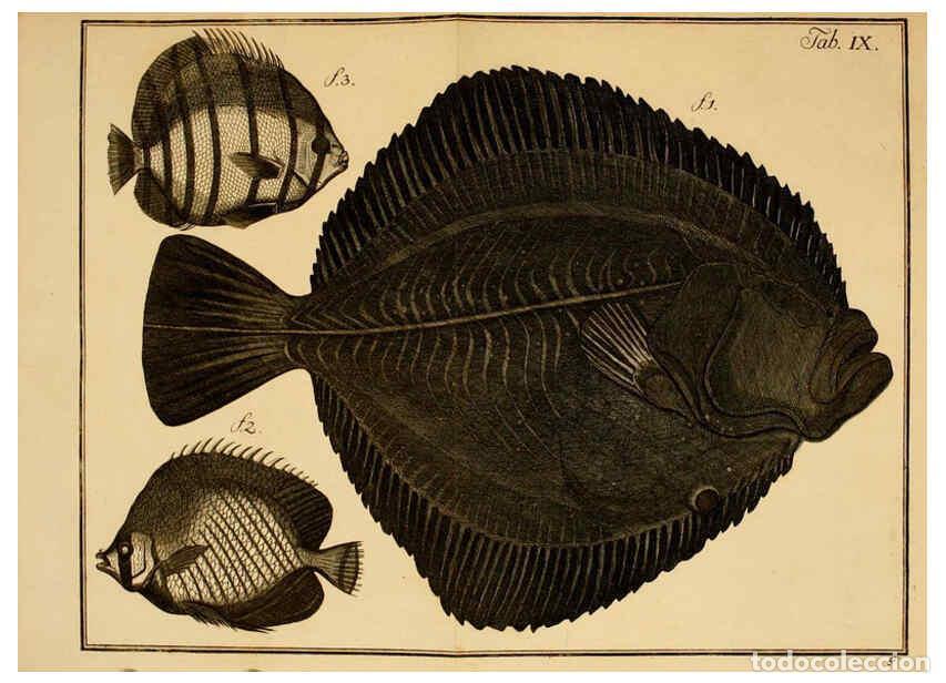 Coleccionismo de Revistas y Peri&oacute;dicos: Reproducci&oacute;n/Reproduction 6263250181: Iacobi Theodori Klein Histori&aelig; piscium naturalis Gedani [i.e.