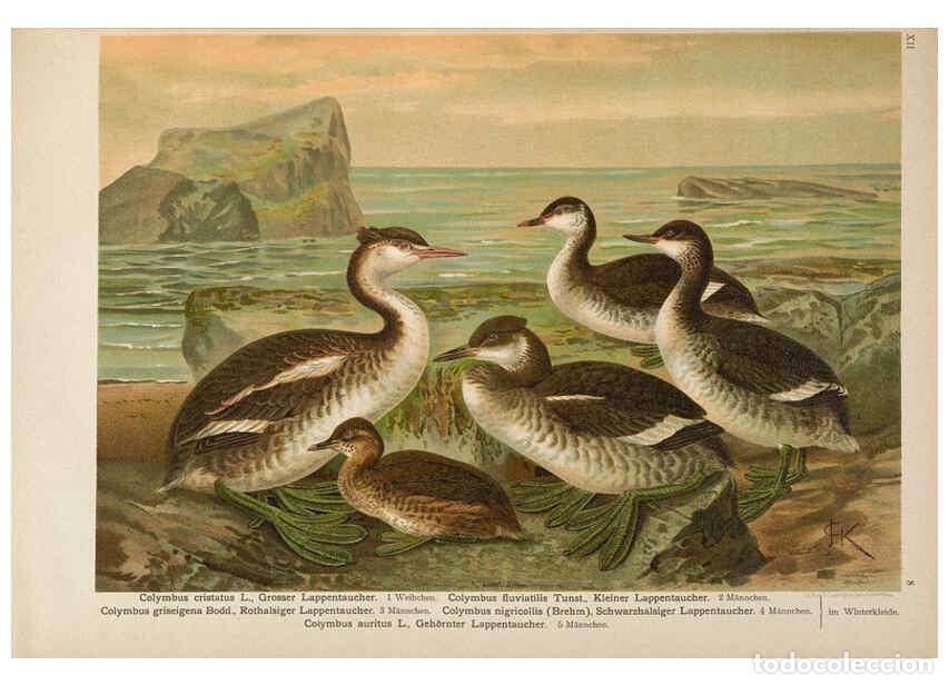 Coleccionismo de Revistas y Peri&oacute;dicos: Reproducci&oacute;n/Reproduction 6263805738: Naumann, Naturgeschichte der V&ouml;gel Mitteleuropas. v.12. Gera-U