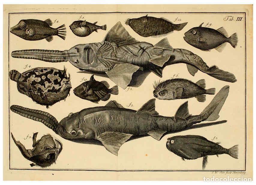 Coleccionismo de Revistas y Peri&oacute;dicos: Reproducci&oacute;n/Reproduction 6263247871: Iacobi Theodori Klein Histori&aelig; piscium naturalis Gedani [i.e.