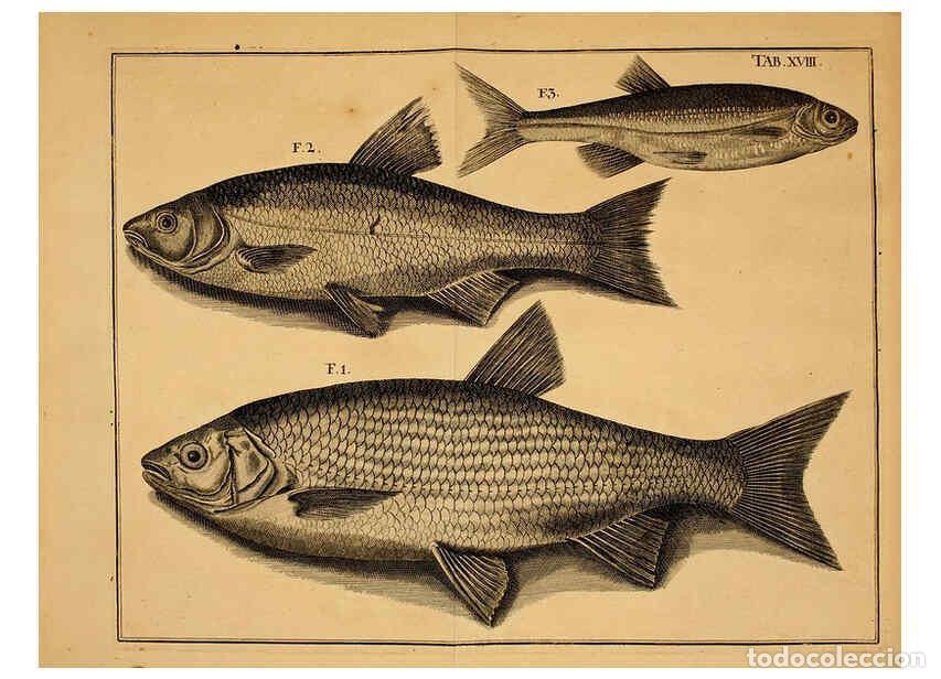 Coleccionismo de Revistas y Peri&oacute;dicos: Reproducci&oacute;n/Reproduction 6263780558: Iacobi Theodori Klein Histori&aelig; piscium naturalis Gedani [i.e.
